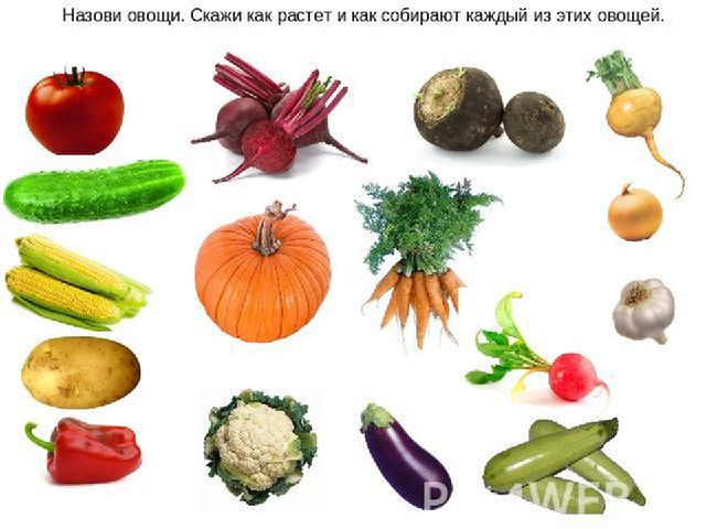 Презентация .Зеленые тропинки.А.А.Плешаков.Тема "Овощи и фрукты""