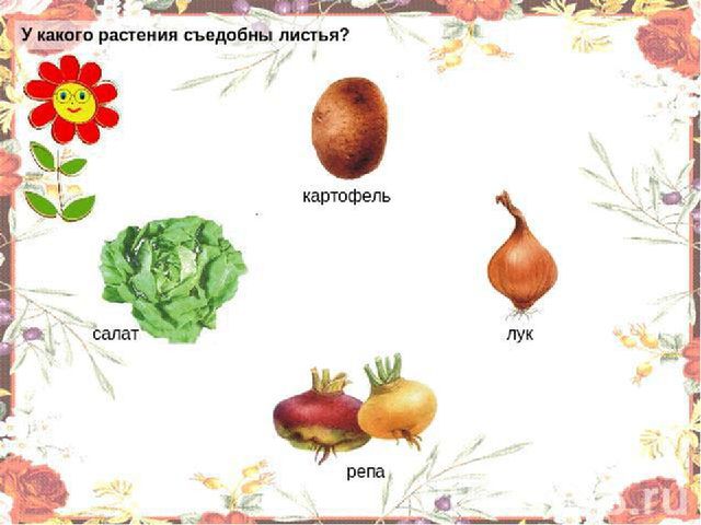 Презентация .Зеленые тропинки.А.А.Плешаков.Тема "Овощи и фрукты""