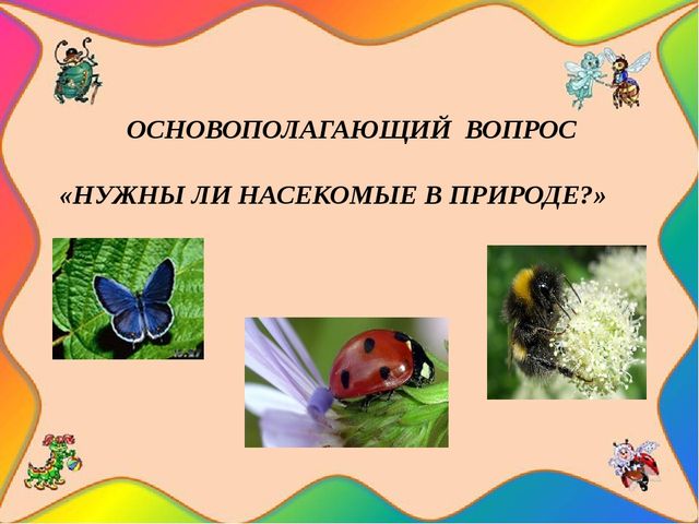 Педагогический проект "Насекомые нашей планеты"