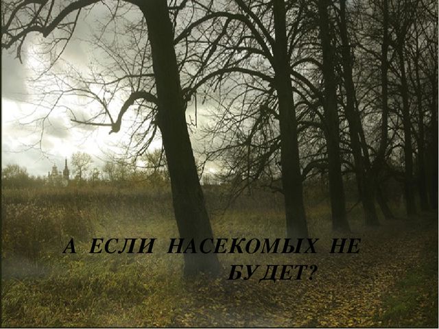 Педагогический проект "Насекомые нашей планеты"