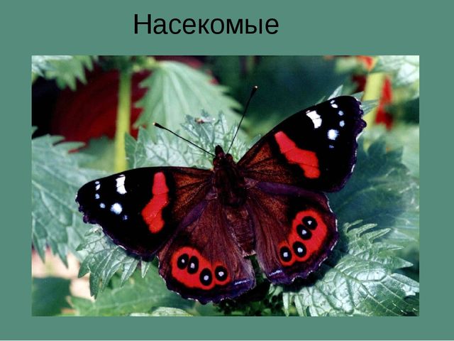 Презентация на тему "Насекомые".
