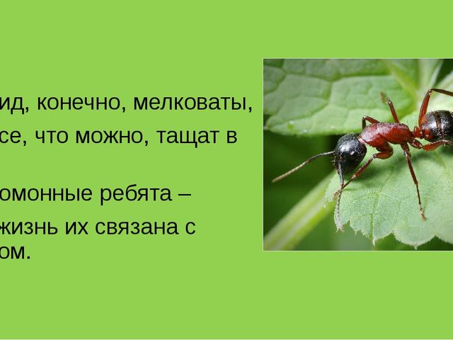 Презентация на тему "Насекомые".