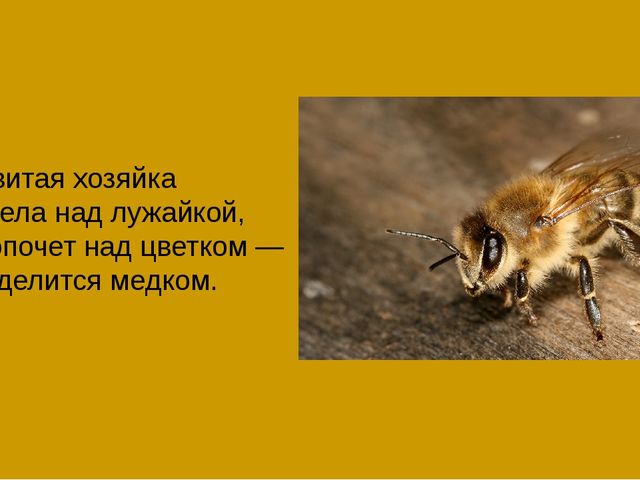 Презентация на тему "Насекомые".