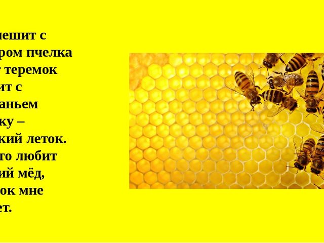 Презентация на тему "Насекомые".