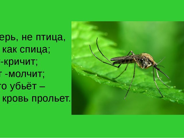 Презентация на тему "Насекомые".