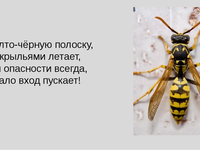 Презентация на тему "Насекомые".