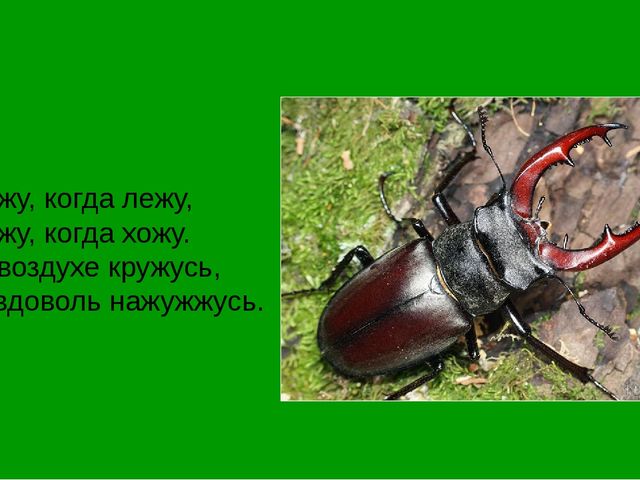 Презентация на тему "Насекомые".