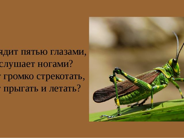 Презентация на тему "Насекомые".