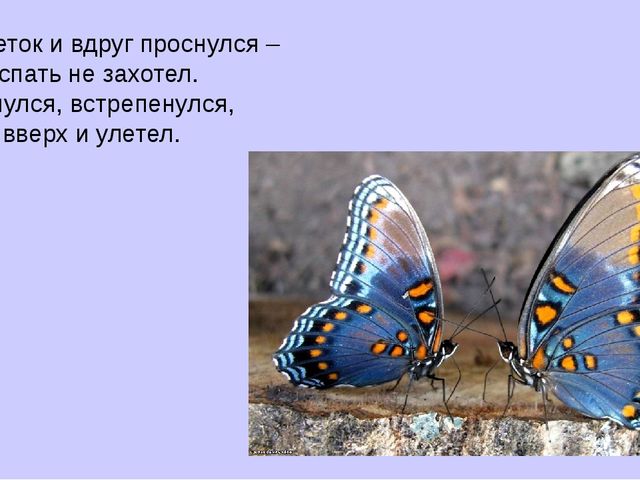 Презентация на тему "Насекомые".