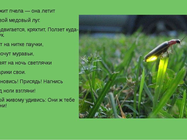 Презентация на тему "Насекомые".