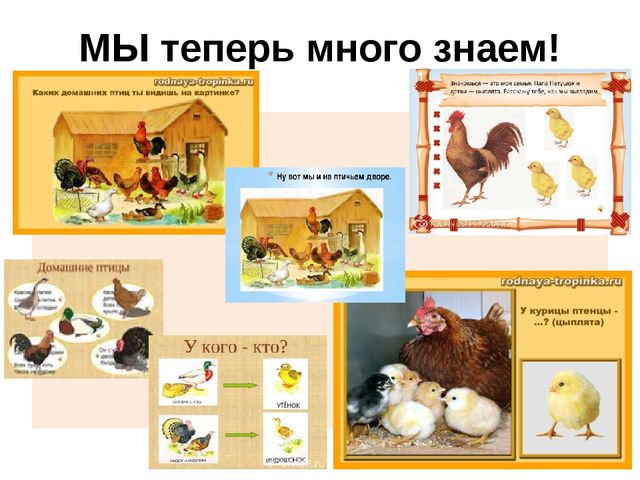 ПРОЕКТ по познавательному развитию в 1 младшей группе на тему: "Домашние птицы"