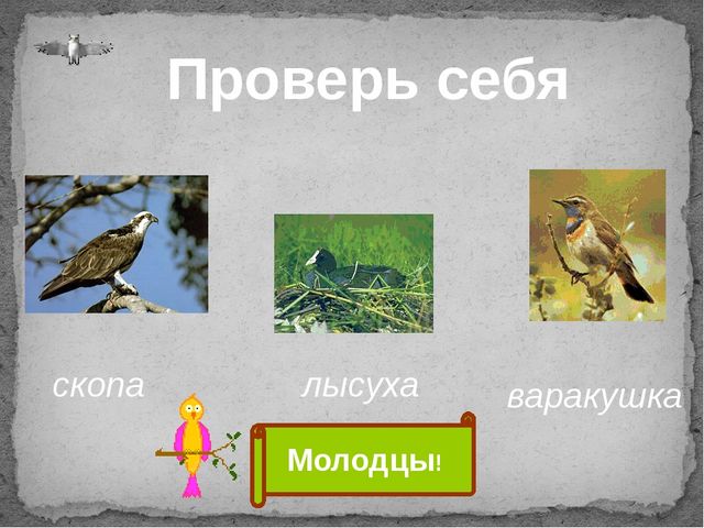 Презентация для старшего дошкольного возраста "Мой Приморский район"