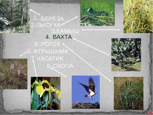 Презентация для старшего дошкольного возраста "Мой Приморский район"