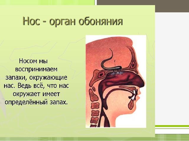 Презентация по валеологии - Зачем нам нос? (средняя группа)