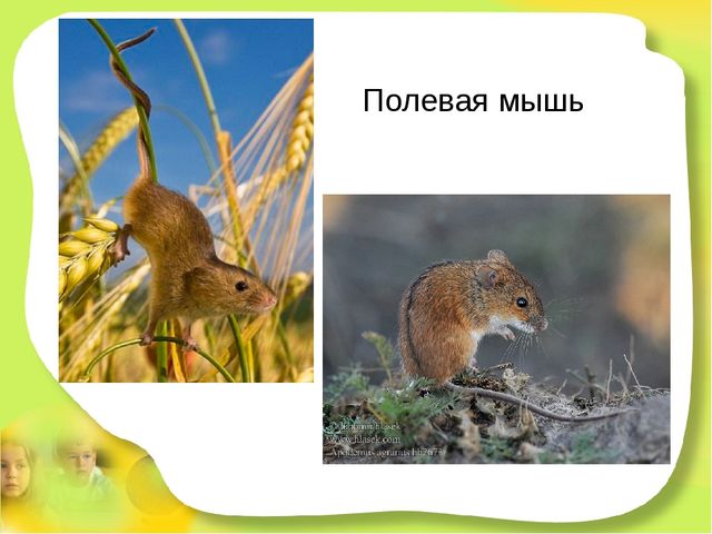 Презентация для детей старшего дошкольного возраста "Степные животные Алтайского края"