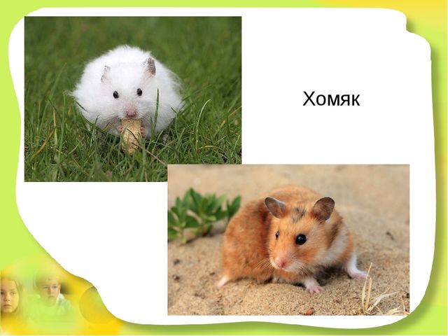 Презентация для детей старшего дошкольного возраста "Степные животные Алтайского края"
