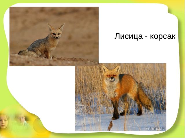 Презентация для детей старшего дошкольного возраста "Степные животные Алтайского края"