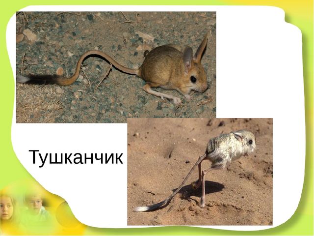 Презентация для детей старшего дошкольного возраста "Степные животные Алтайского края"