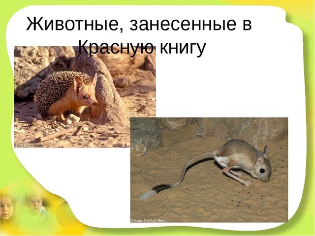 Презентация для детей старшего дошкольного возраста "Степные животные Алтайского края"