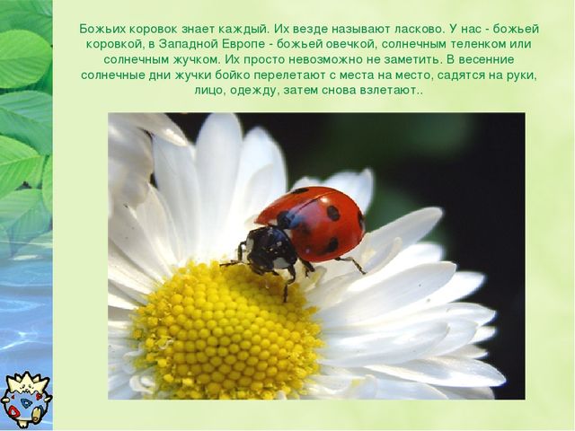 Презентация Окружающий мир "Зачем нужны божьи коровки?"