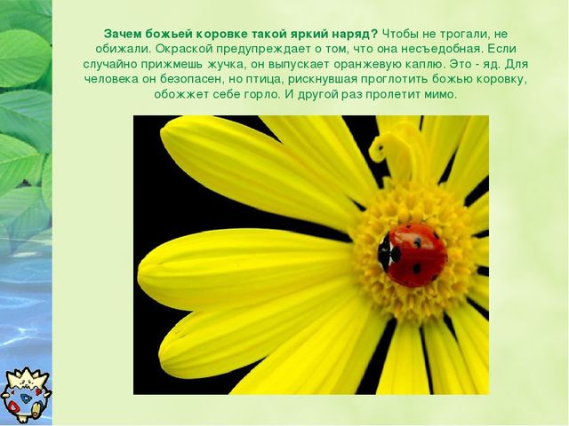 Презентация Окружающий мир "Зачем нужны божьи коровки?"