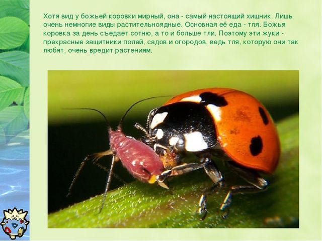 Презентация Окружающий мир "Зачем нужны божьи коровки?"