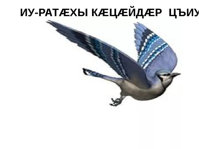 Презентация на осетинском языке - Нымацонтай хъазт