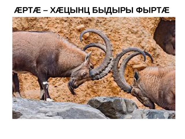 Презентация на осетинском языке - Нымацонтай хъазт