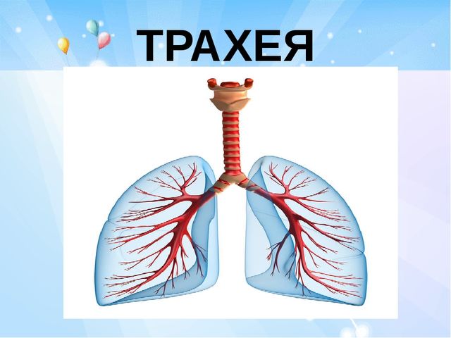 Презентация по ЗОЖ "Тайна дыхания человека"