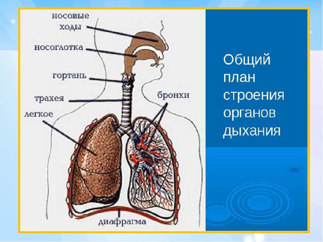 Презентация по ЗОЖ "Тайна дыхания человека"