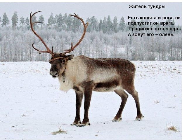 Презентация по окружающему миру 1 дополнительный класс для детей с ОВЗ
