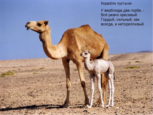 Презентация по окружающему миру 1 дополнительный класс для детей с ОВЗ