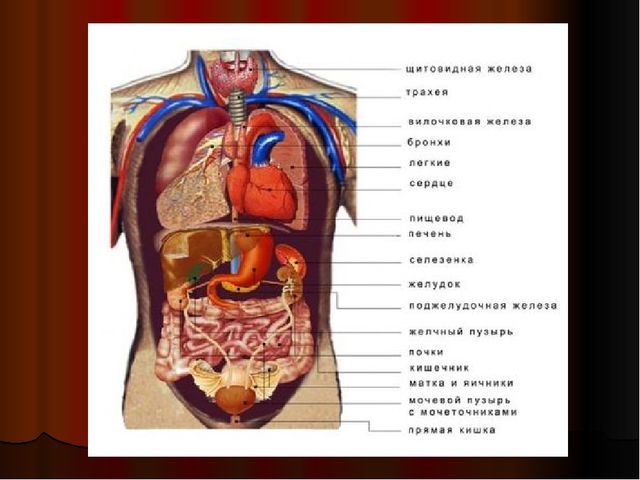 Строение человека с органами фото