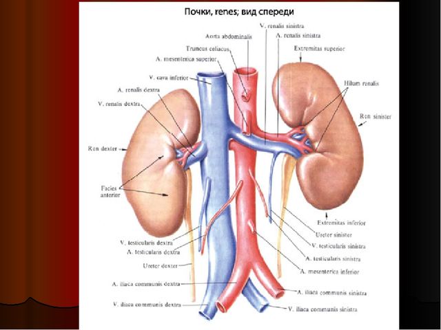 Презентация "Внутренние органы Человека"