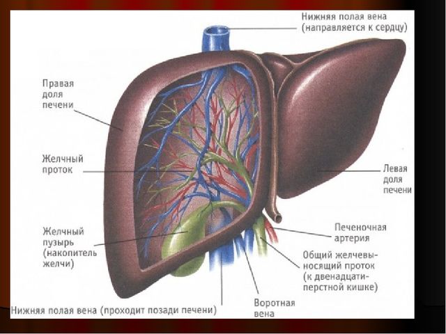 Презентация "Внутренние органы Человека"
