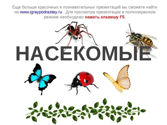 Презентация к занятию по ознакомлению с окружающим миром "Знакомство с насекомыми" (старшая группа)
