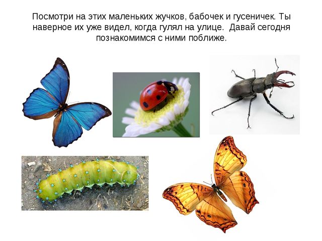 Презентация к занятию по ознакомлению с окружающим миром "Знакомство с насекомыми" (старшая группа)
