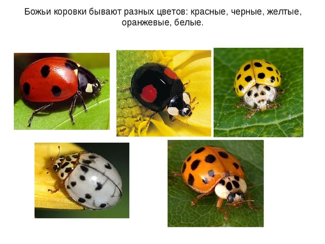 Презентация к занятию по ознакомлению с окружающим миром "Знакомство с насекомыми" (старшая группа)