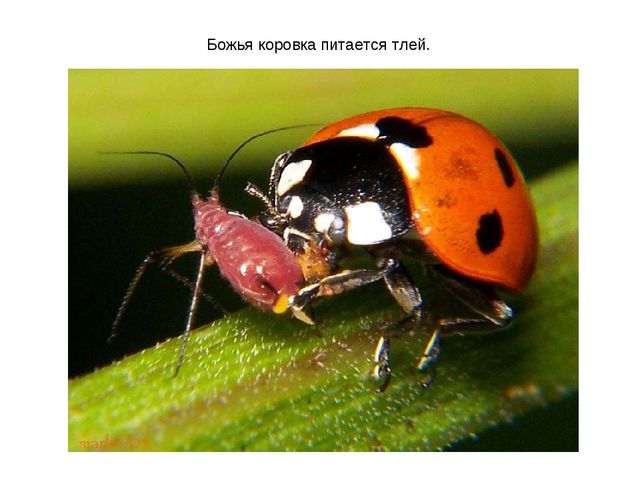 Презентация к занятию по ознакомлению с окружающим миром "Знакомство с насекомыми" (старшая группа)