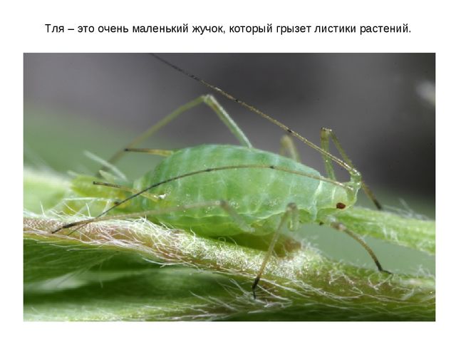 Презентация к занятию по ознакомлению с окружающим миром "Знакомство с насекомыми" (старшая группа)