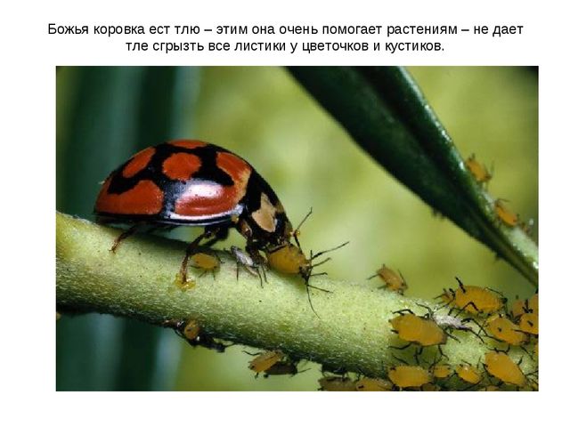 Презентация к занятию по ознакомлению с окружающим миром "Знакомство с насекомыми" (старшая группа)