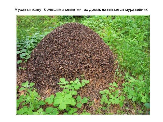 Презентация к занятию по ознакомлению с окружающим миром "Знакомство с насекомыми" (старшая группа)