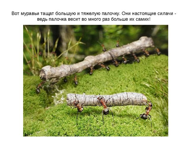 Презентация к занятию по ознакомлению с окружающим миром "Знакомство с насекомыми" (старшая группа)