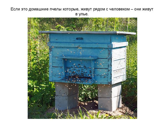 Презентация к занятию по ознакомлению с окружающим миром "Знакомство с насекомыми" (старшая группа)
