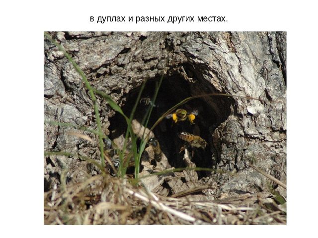 Презентация к занятию по ознакомлению с окружающим миром "Знакомство с насекомыми" (старшая группа)