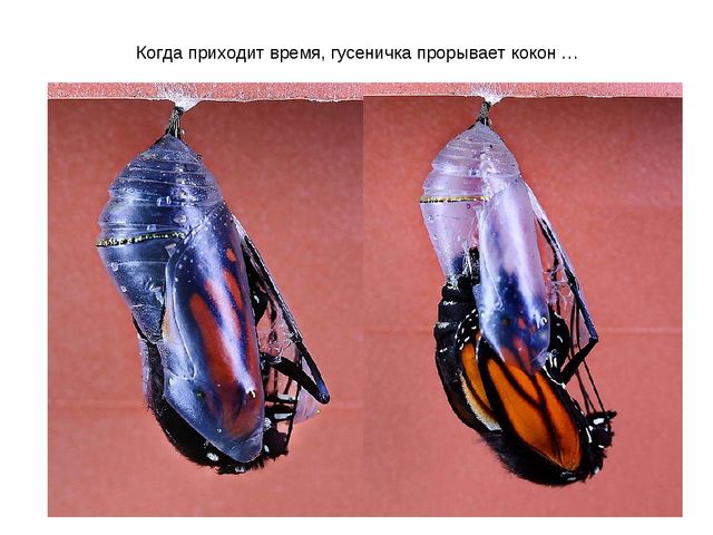 Презентация к занятию по ознакомлению с окружающим миром "Знакомство с насекомыми" (старшая группа)