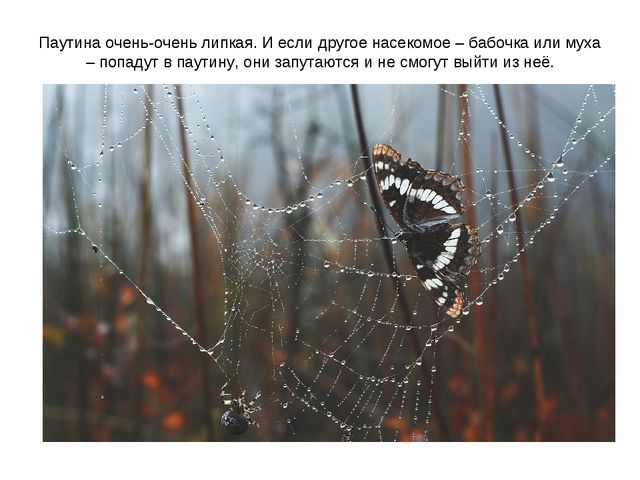 Презентация к занятию по ознакомлению с окружающим миром "Знакомство с насекомыми" (старшая группа)