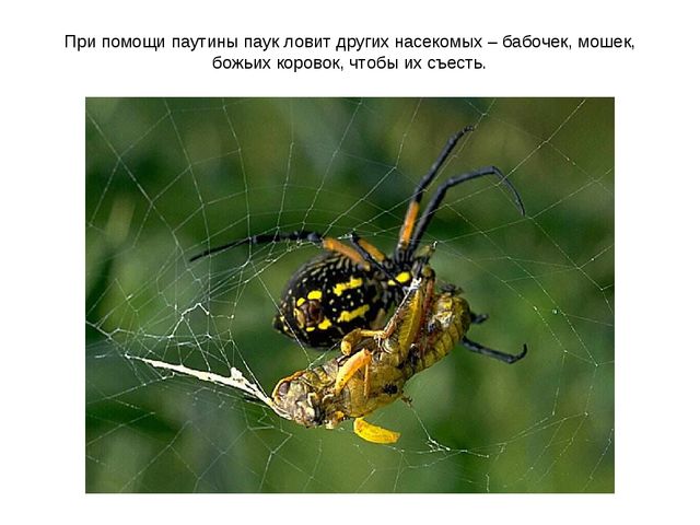 Презентация к занятию по ознакомлению с окружающим миром "Знакомство с насекомыми" (старшая группа)