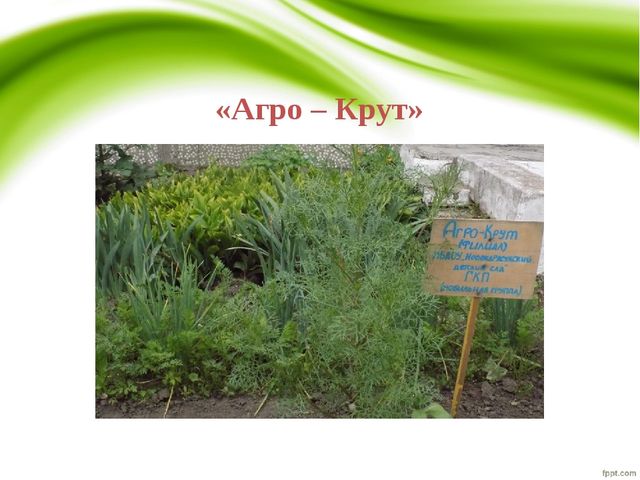 Презентация "Работа с одаренными детьми"
