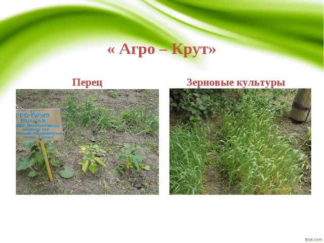 Презентация "Работа с одаренными детьми"